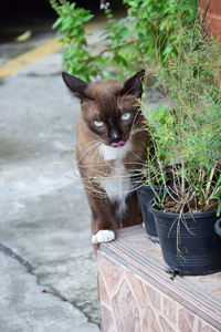 Portrait of cat sitting outdoors