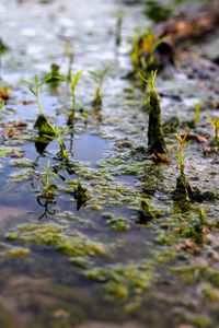 Close-up of leaves floating in lake