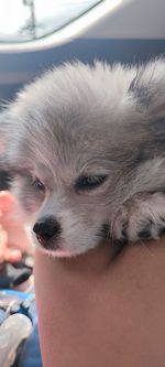 one animal