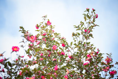 Low angle view of pink flowering plant against sky