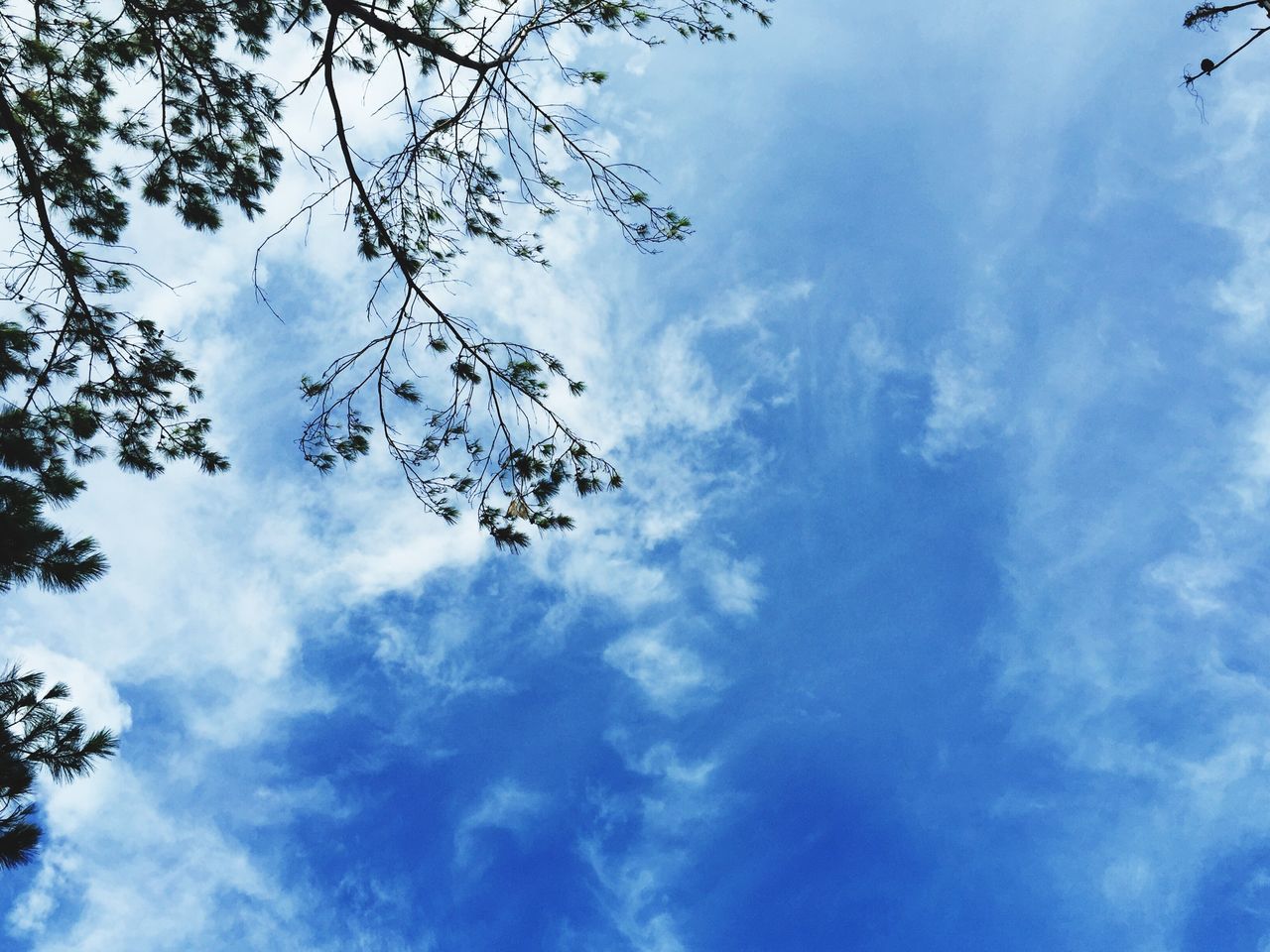 low angle view, sky, cloud - sky, tree, cloudy, cloud, tranquility, beauty in nature, nature, branch, blue, scenics, growth, tranquil scene, day, outdoors, no people, high section, idyllic, sunlight