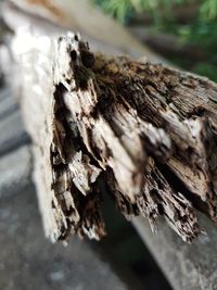 Close-up of insect on tree