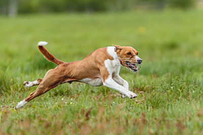 Young basenji dog competing in running in the green field on lure coursing competition