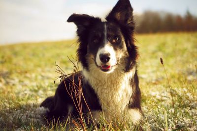 Portrait of dog on grass against sky