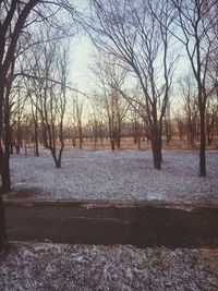 Bare trees in winter against sky