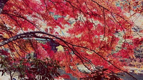 Low angle view of cherry tree