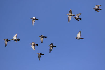 Flock of homing pigeon flying against clear blue sky