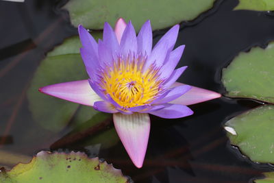 Close-up of water lily in pond