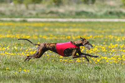 Greyhound dog in red shirt running and chasing lure in the field in summer