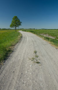 Lonely tree by the road, horizon and beauty blue sky