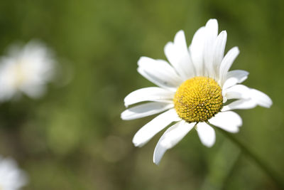 Close-up of white daisy flower