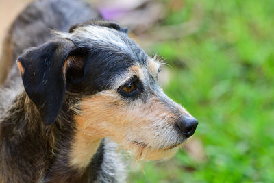 Close-up of a dog looking away