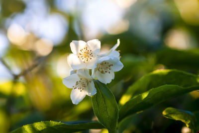 Close-up of white flowering plant