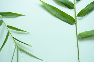 Close-up of plant against white background