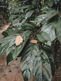 Close-up of wet leaves