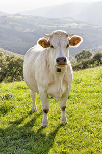 Portrait of cow standing on field