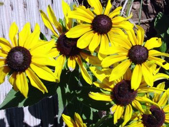 Close-up of sunflower