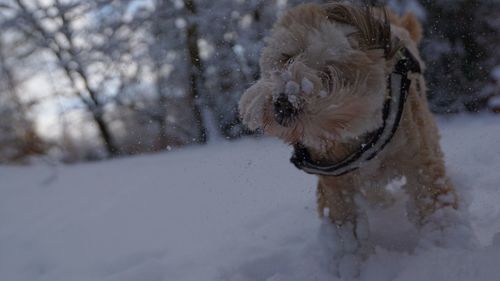 Dog in snow