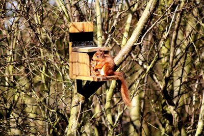 View of squirrel on tree