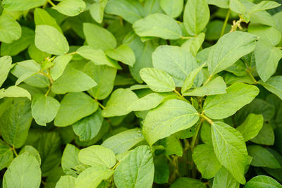 Full frame shot of leaves on plant