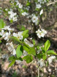 Close-up of white flowering plant