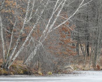 Scenic view of forest during winter