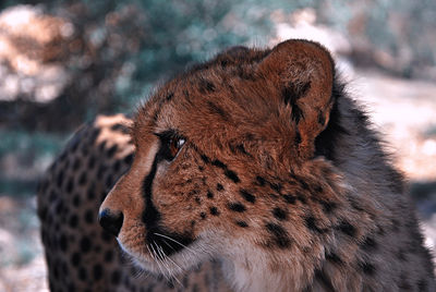 Close-up of cheetah looking away