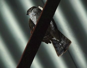 Close up of plant against blurred background