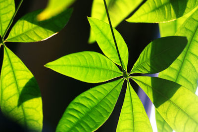 Close-up of plant