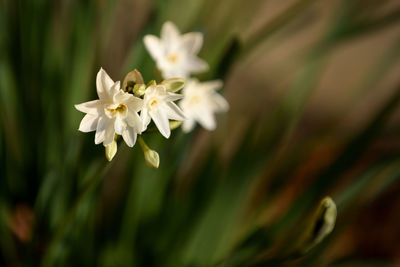 Close-up of white flowering plant