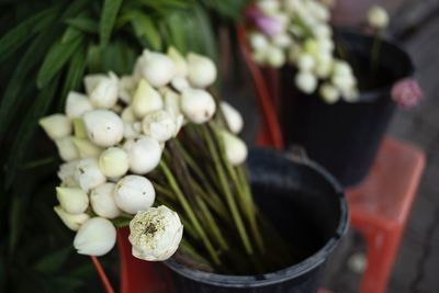 Close-up of white flowers in container