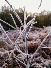 Close-up of frozen plant on field