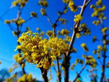 Close-up of flowers against blue sky