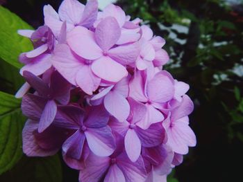 Close-up of pink flowers blooming outdoors