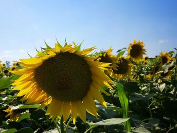 Close-up of yellow sunflower on field against sky