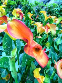 Close-up of flowers