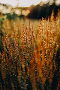 Close-up of water drops on plant at field