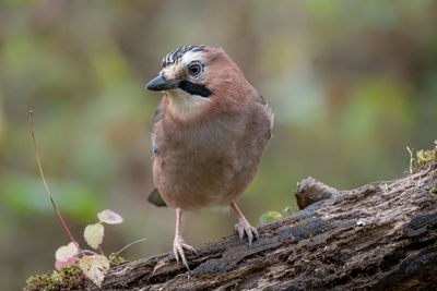 Close-up of bird perching on wood