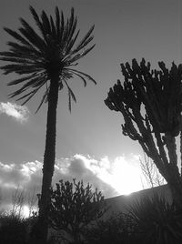 Low angle view of silhouette palm trees against sky