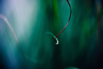 Close-up of drop on twig