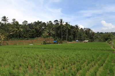 Scenic view of agricultural field against sky