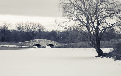 Bare trees on snow covered landscape