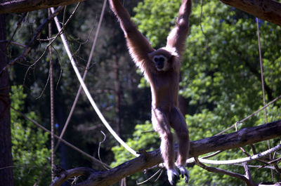 Monkey sitting on tree branch in zoo