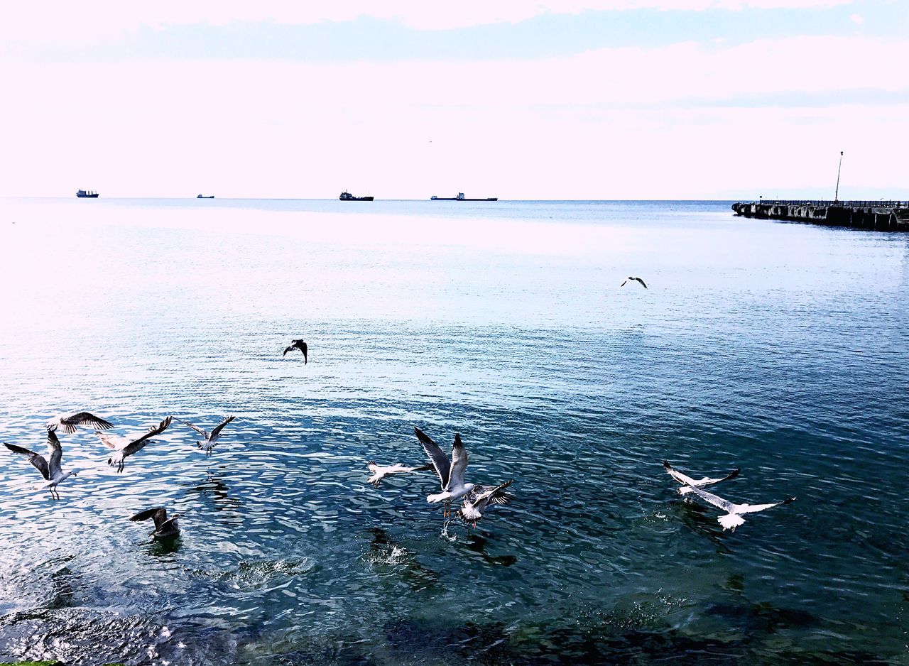 bird, flying, large group of animals, animal themes, animals in the wild, flock of birds, sky, nature, animal wildlife, migrating, sea, beauty in nature, no people, sunset, outdoors, scenics, day, water, horizon over water, togetherness