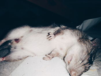 Close-up of cat sleeping