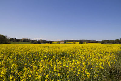 Scenic view of oilseed rape field against clear sky