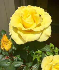 Close-up of yellow rose blooming outdoors