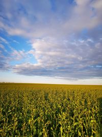 Scenic view of field against sky