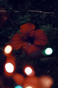 Close-up of illuminated red flowering plants at night