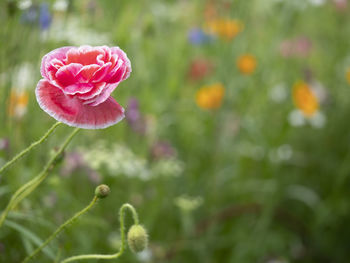 Close-up of pink rose